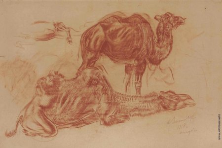 Портрет жирафа