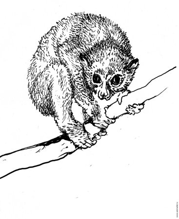 Рисунок млекопитающего 1 класс