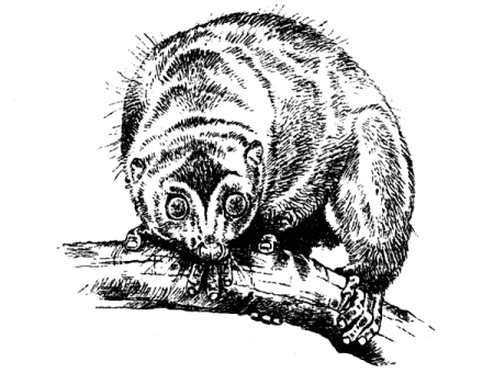 Arctocebus calabarensis