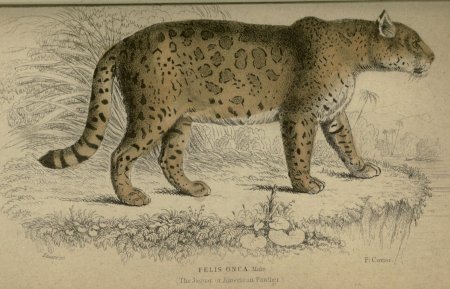 Strange animal рисунок