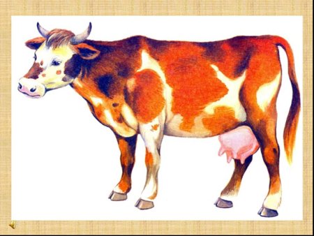 Домашние животные для детей