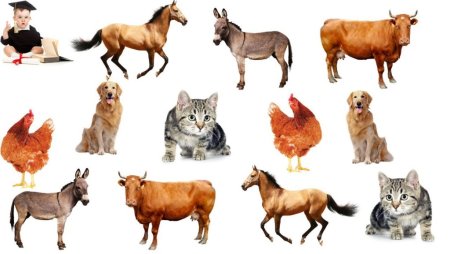 Домашние животные по отдельности