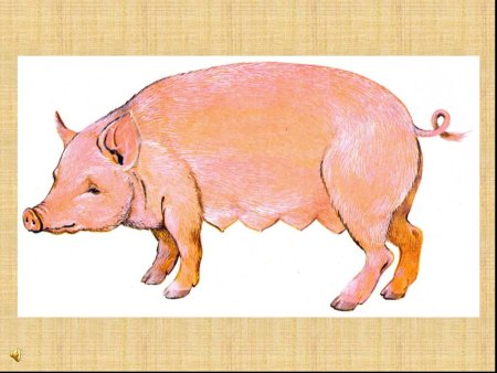 Цветные лошадки для детей