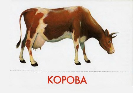 Дошниеживотные для детей