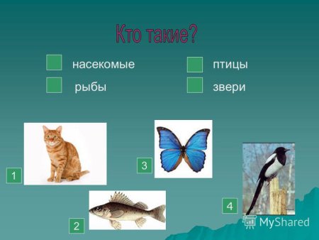 Предметно-схематическая модель «рыбы»