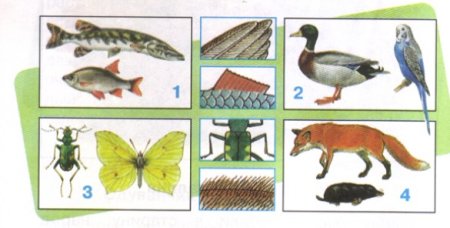 Пресмыкающиеся задания