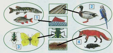 Отличительные особенности насекомых