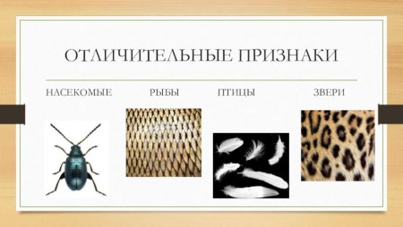 Предметно схематическая модель по экологии для дошкольников