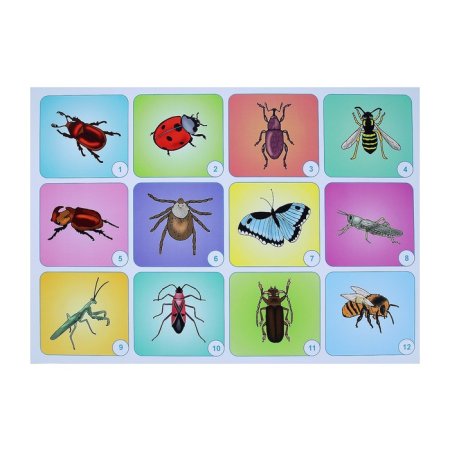 Раскраски насекомых животных птиц и рыб