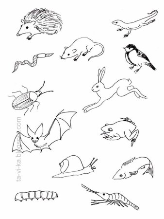 Графическая модель рыбы для дошкольников