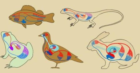 Системы органов животного организма