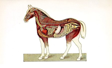 Пищеварительная система лошади анатомия