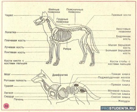 Строение млекопитающих 7 класс биология