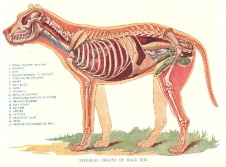 Строение собаки анатомия