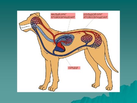 Система кровообращения млекопитающих