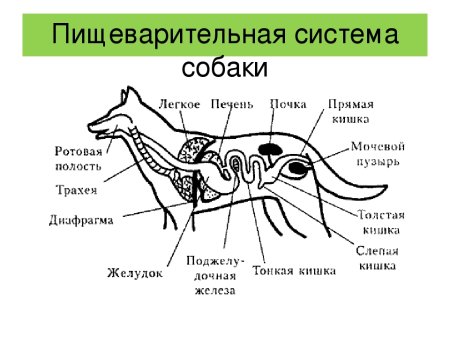 Пищеварительная дыхательная и выделительная системы собаки
