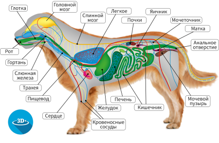 Внутреннее строение млекопитающих 7 класс