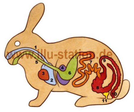 Пищеварительная система кролика кролик