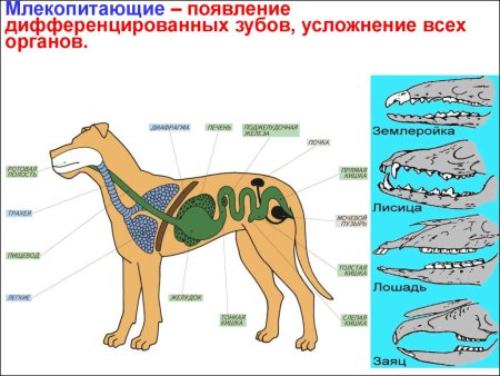 Пищеварительная система млекопитающих схема