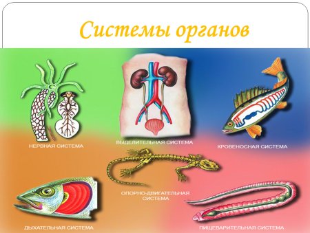Схема системы органов животных