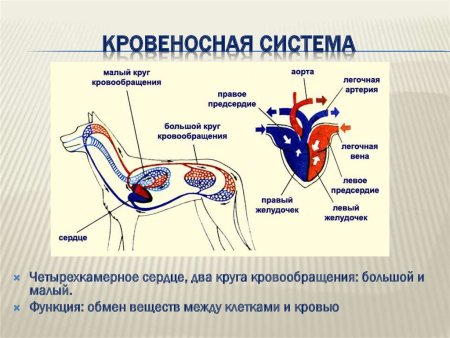 Круги кровообращения собаки