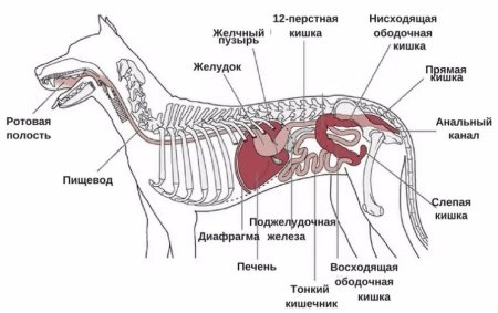 Пищеварительная система собаки схема