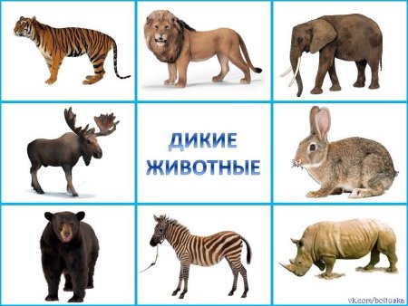 Карточки с дикими животными