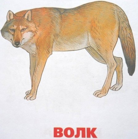 Дикие животные картинки для детей