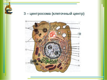 Центросома строение животной клетки