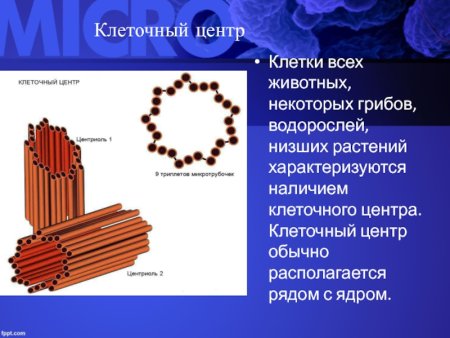 Клеточный центр строение и функции