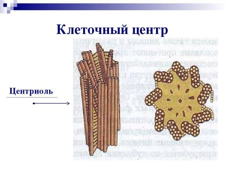 Строение центриолей клеточного центра