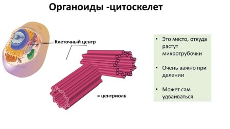 Строение органоида клеточный центр