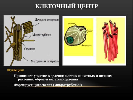 Строение клетки растения клеточный центр