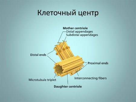 Клеточный центр центросома