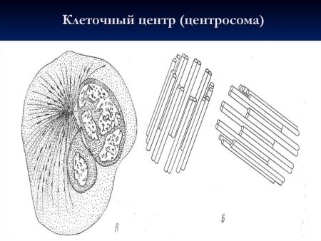 Клеточный центр центросома строение