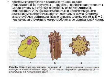 Строение клетки клеточный центр