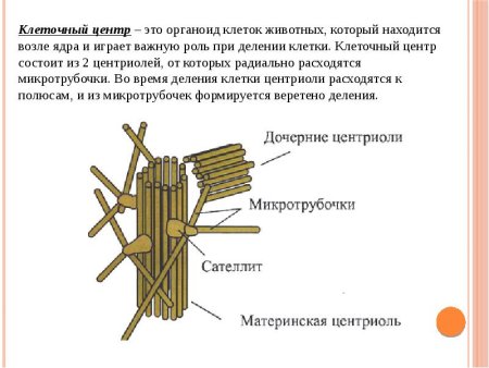 Строение клетки клеточный центр в клетке