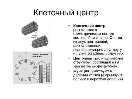 Центриоли клеточного центра функции