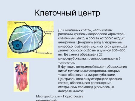 Клеточный центр строение и функции