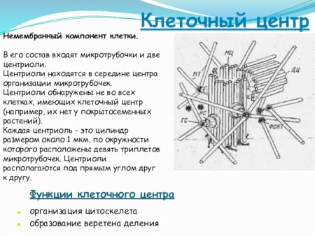 Клеточный центр строение состав и функции