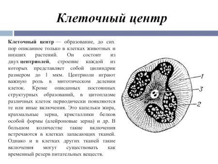 Клеточный центр в делящихся клетках