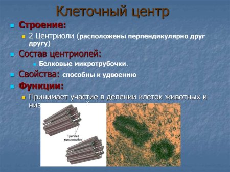 Строение центриоли клетки