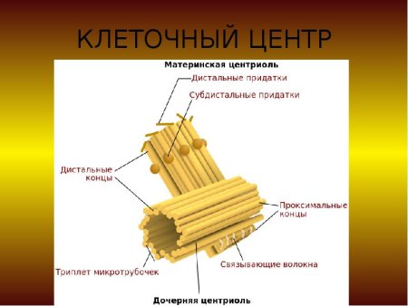 Веретено деления строение