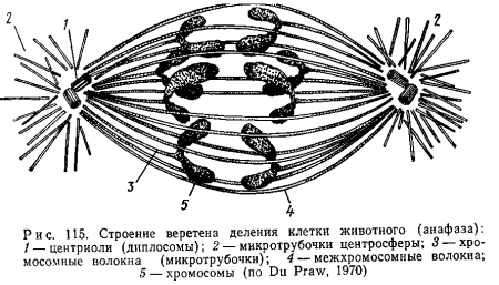 Немембранные органеллы клеточный центр