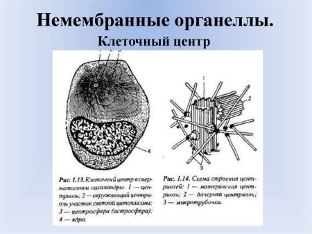 Строение органоидов животной клетки строение