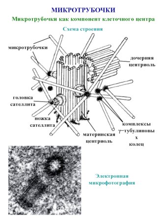 Клеточный центр схема