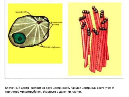 Центриоли клеточного центра