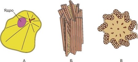 Клеточный центр биология 5 класс