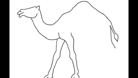 Верблюд раскраска