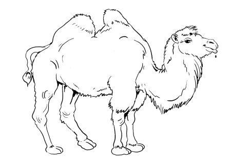 Верблюд рисунок